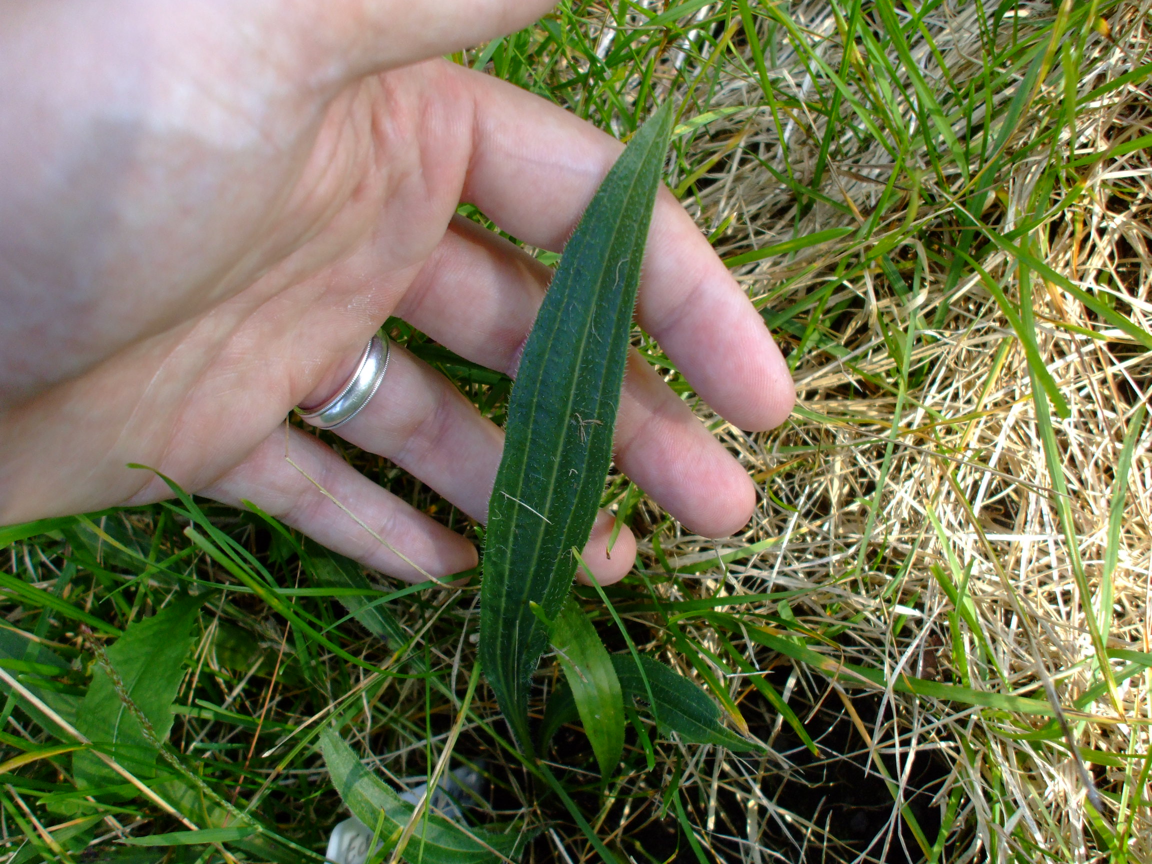 Echinacea pallida